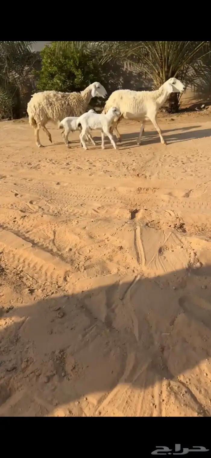 حريات مقنوي ( تم البيع ) 0