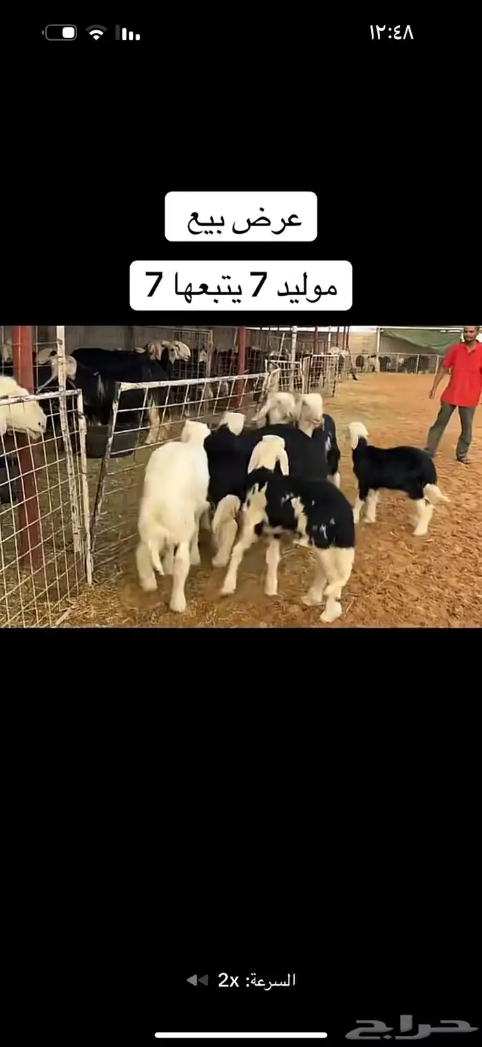 عرض بيع سبع مواليد عياله كبار 5