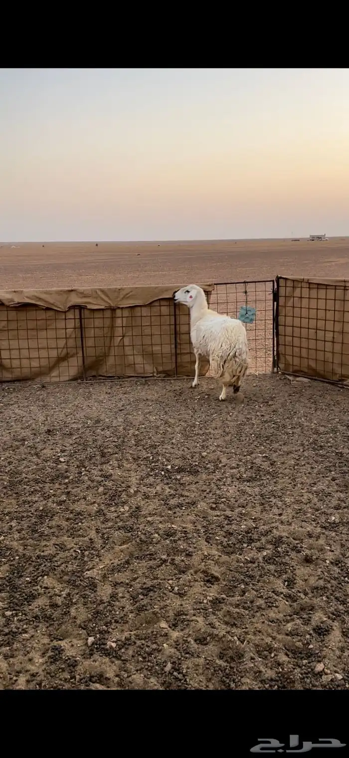 حريات حيل 1