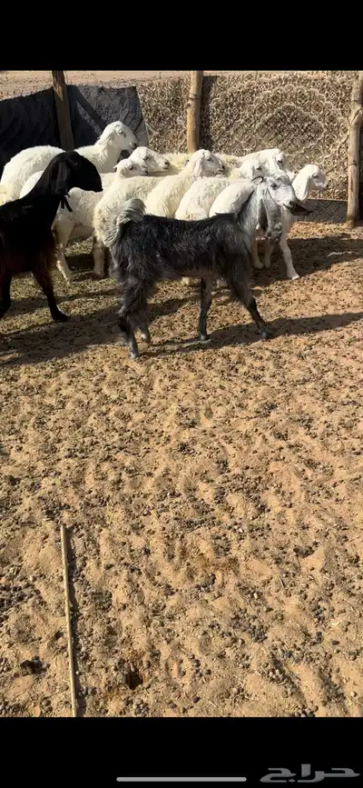 عناق طيبة جدا للبيع 0