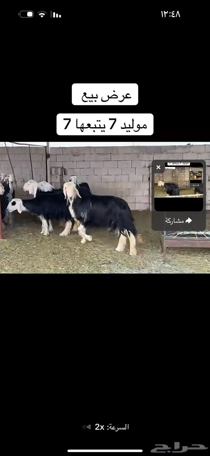 عرض بيع سبع مواليد عياله كبار 2