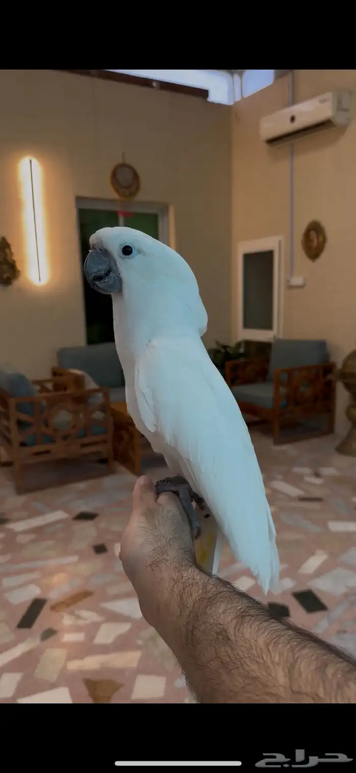 للبيع كوكاتو امبريلا اليف وهدد 2