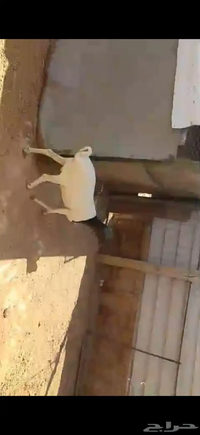 البيع خروف بربري سنه جذع ظهره مغلق تربيه 4شهور وزود وسليم 0