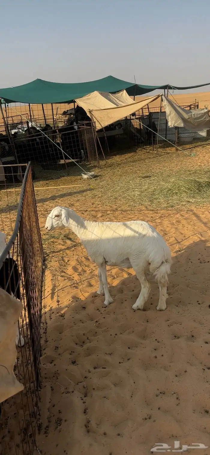 رخل حريه صنف الصنف 0