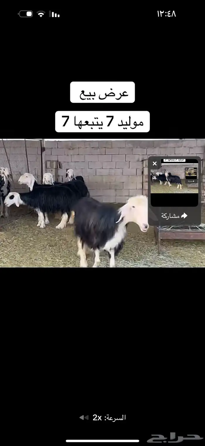 عرض بيع سبع مواليد عياله كبار 1