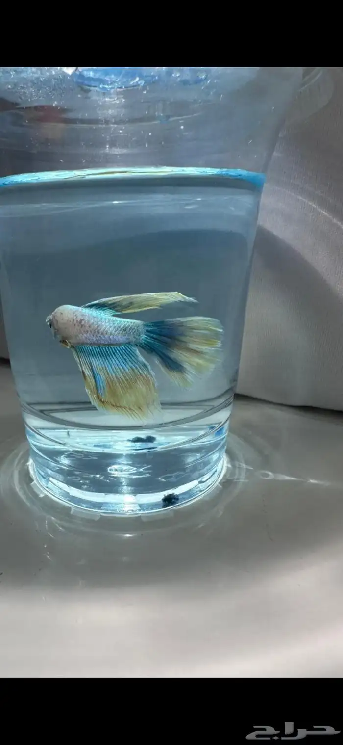 سمك فايتر يوجد توصيل عرض ب10ريال فقط 20