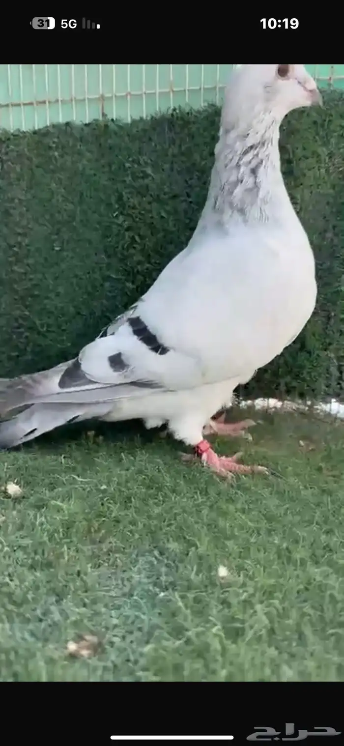 3 حبات زاجل اخوان 5