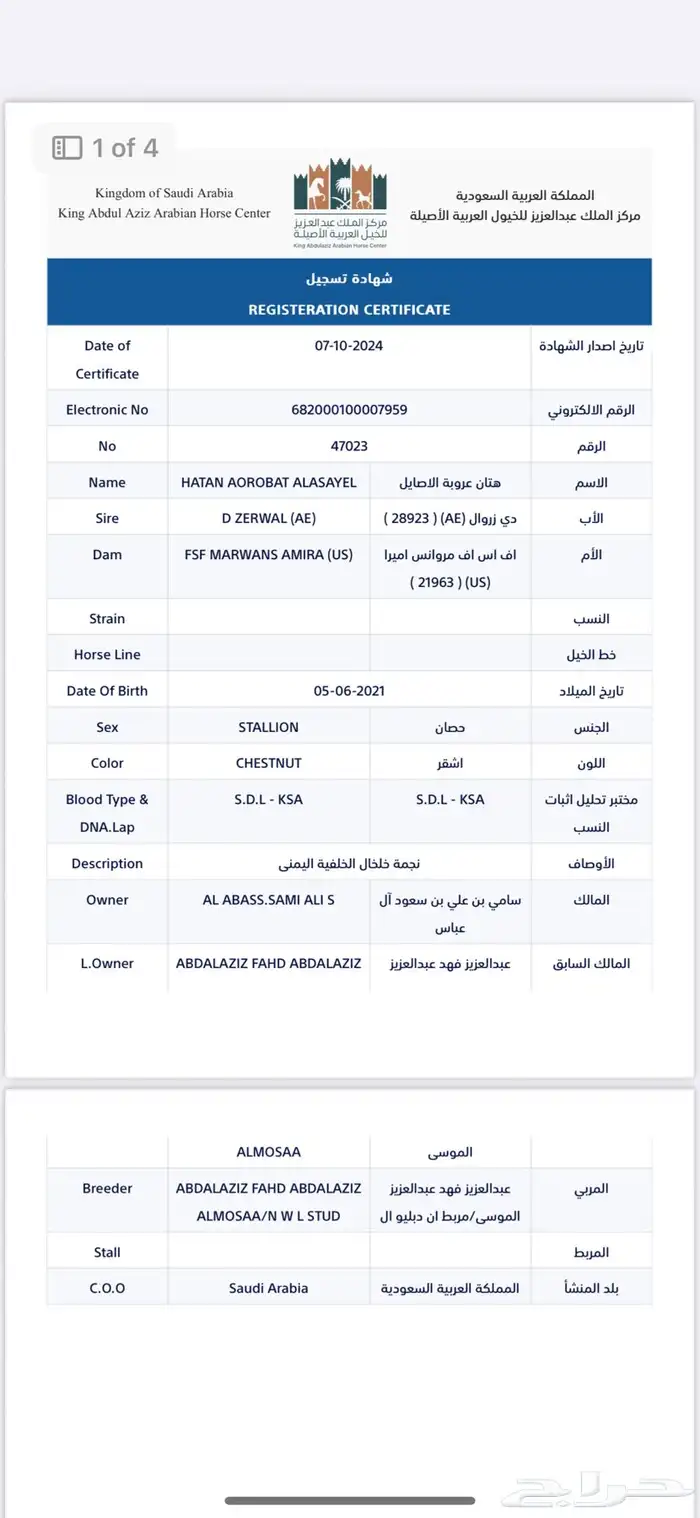 حصان واهو للبيع حفيد مروان الشقب. 1