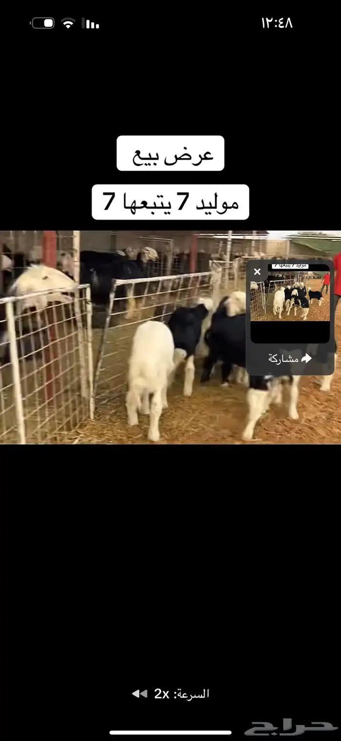 عرض بيع سبع مواليد عياله كبار 4