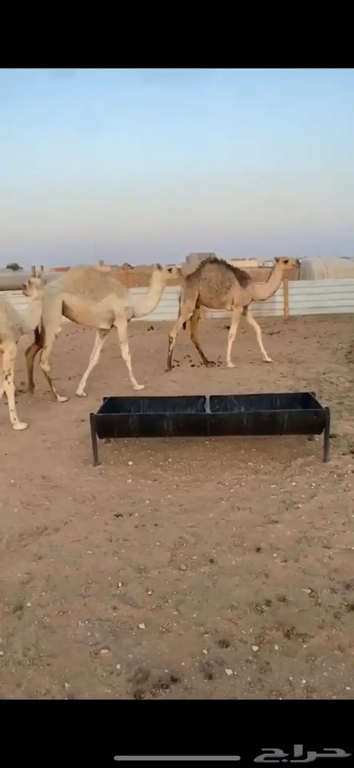 قعودين وبكره 0