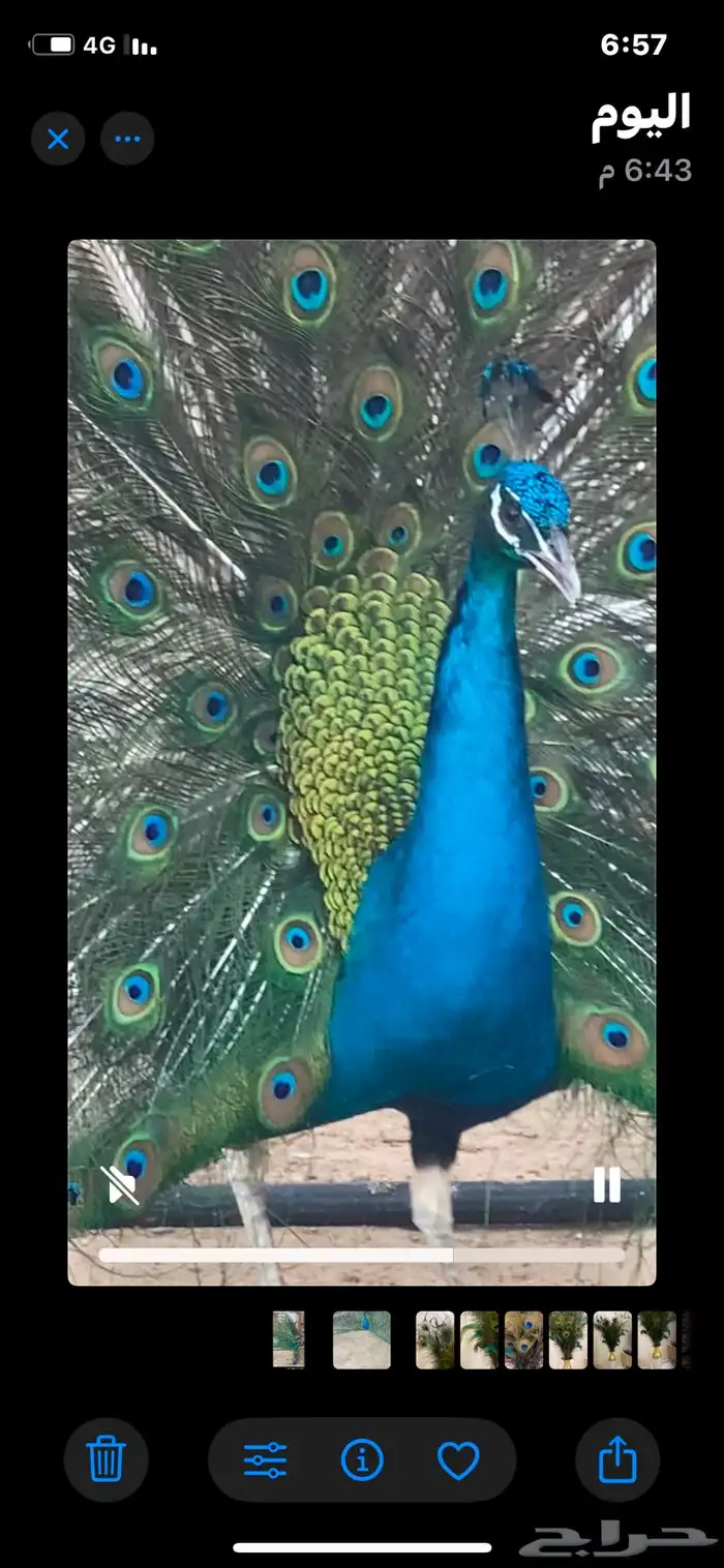 طاووس ذكر بدون انثى 2