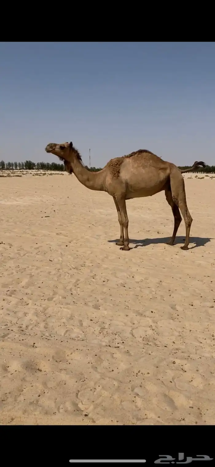 متلي على ولد سلهود حمدان بن راشد 0