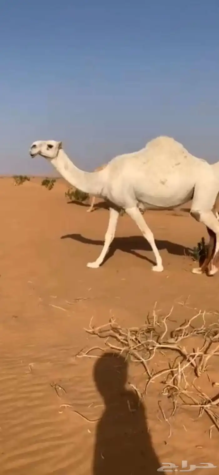 ناقة كفو للبيع 0