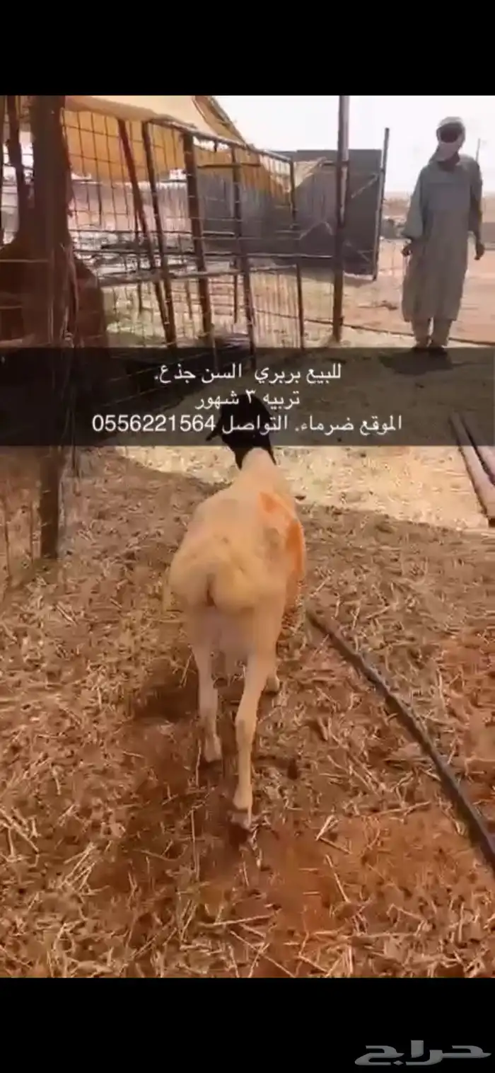 بربري للبيع تربيه 3 شهور 1