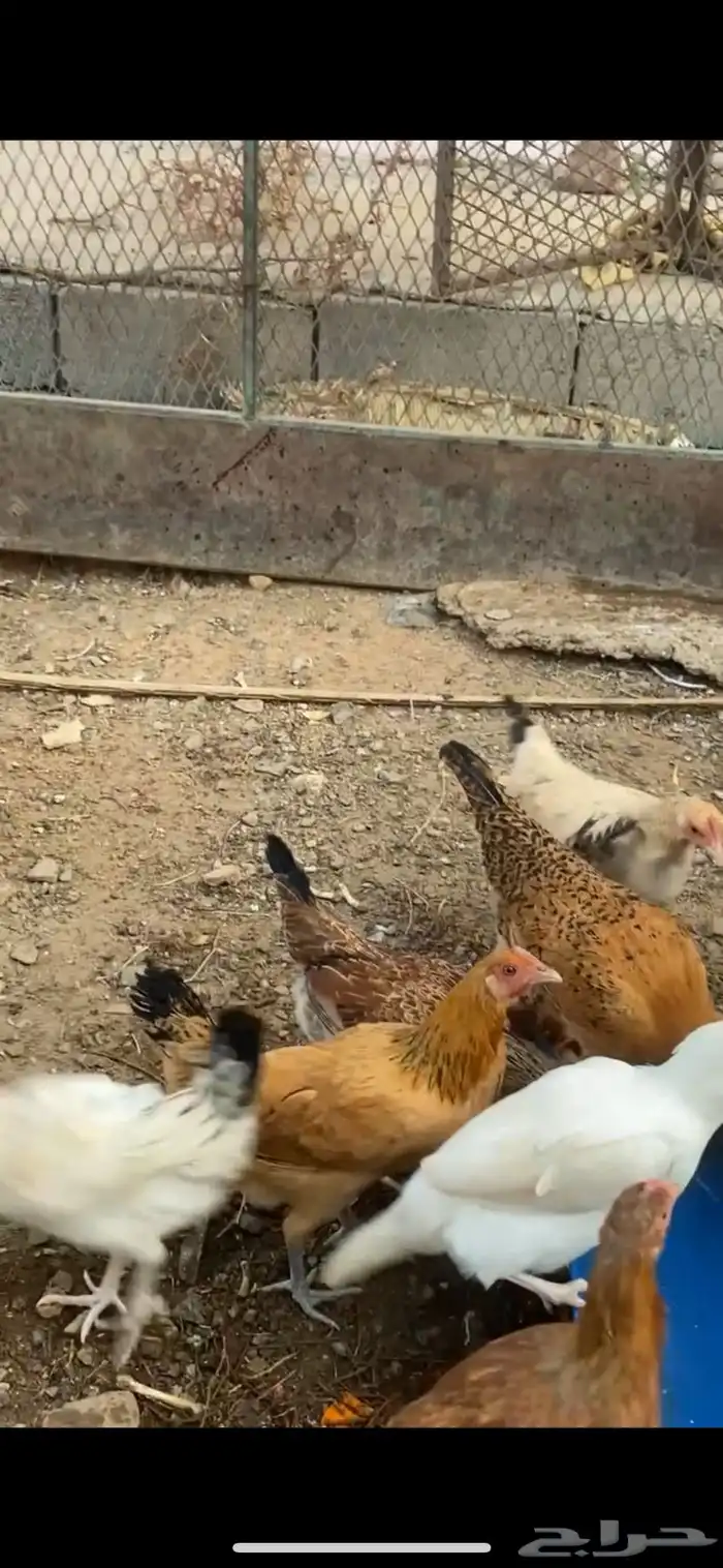 دجاج بلدي 1