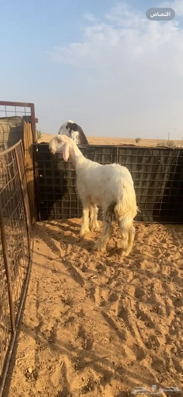 عيسي نادر لهواة الصنف والشي الفاخر .. 2