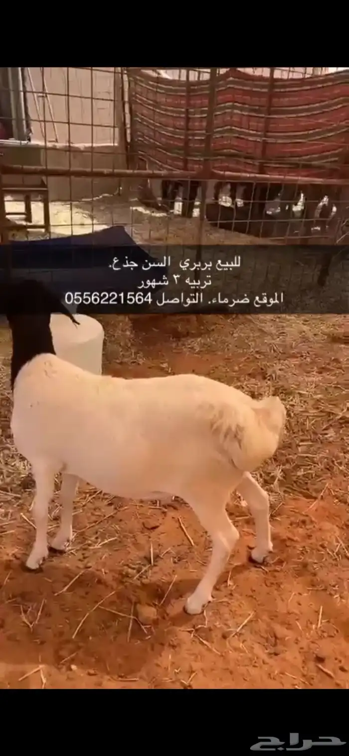 بربري للبيع تربيه 3 شهور 0