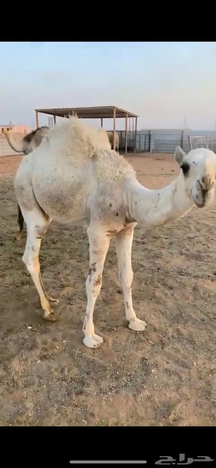 قعودين وبكره 1