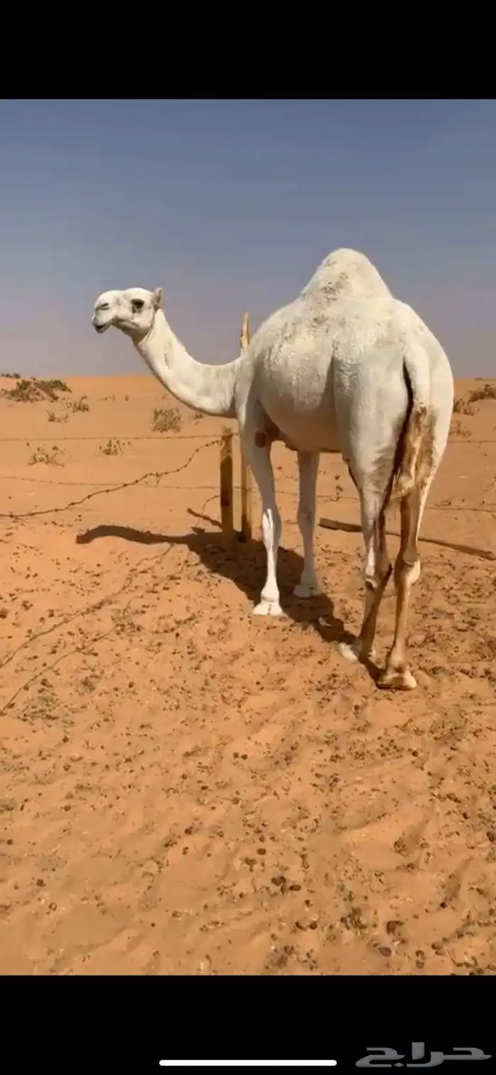 ناقة كفو للبيع 1