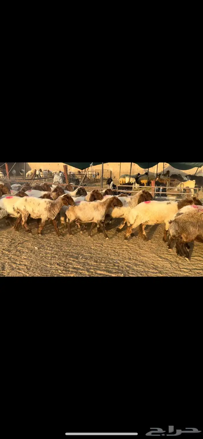 غنم نعيم دفيع 0