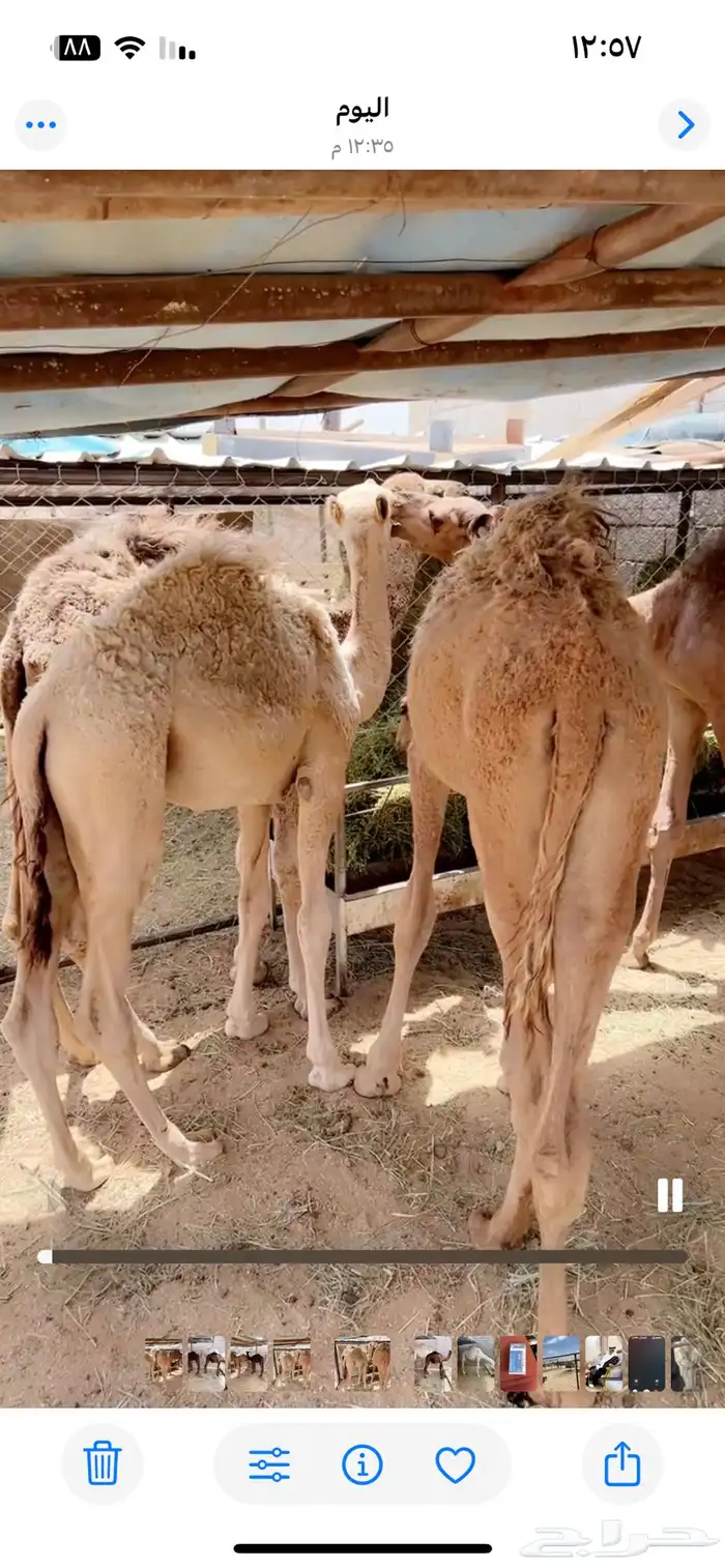 حشوان تربيه صحته شرط 1
