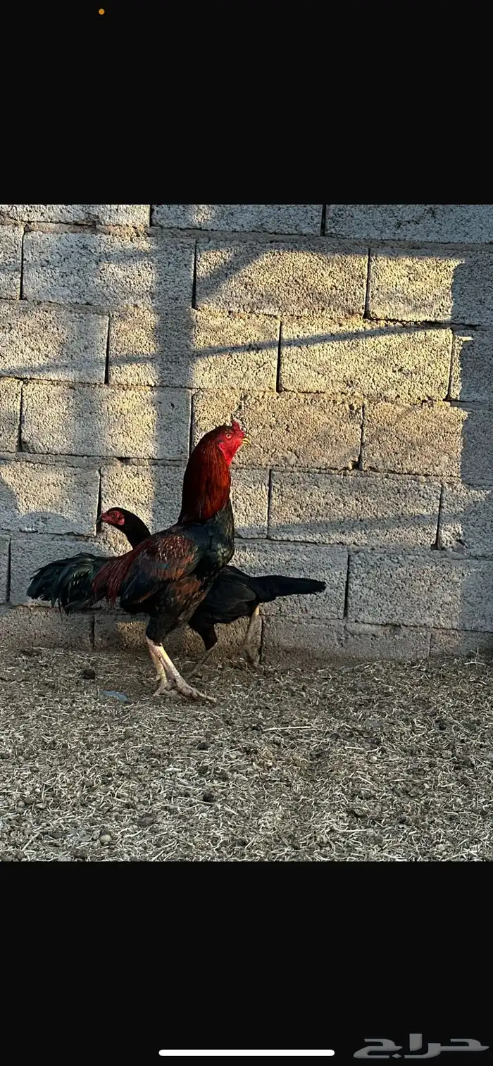 ديك باكستاني سندي 1