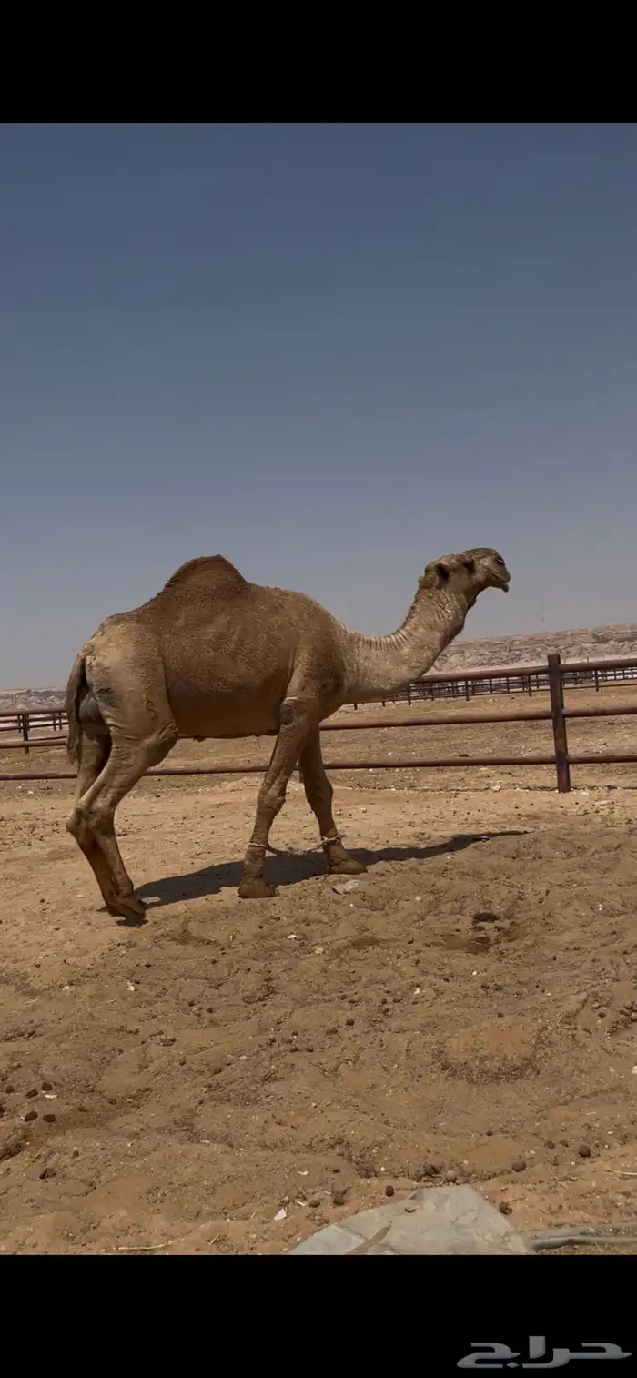 للبيع بعير كفو ساسه باتلي بعير وانتاجه طيب 1