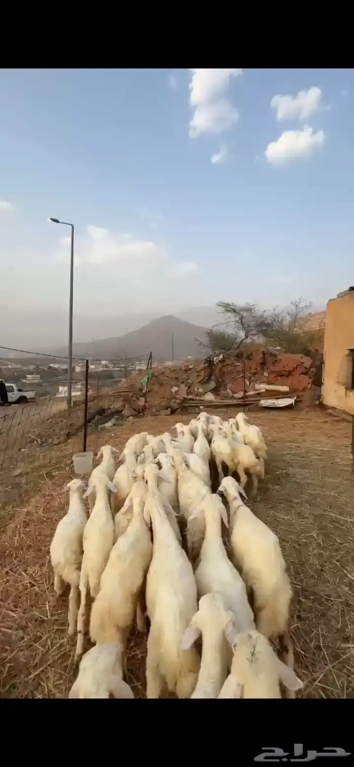 طليان ورخال 1