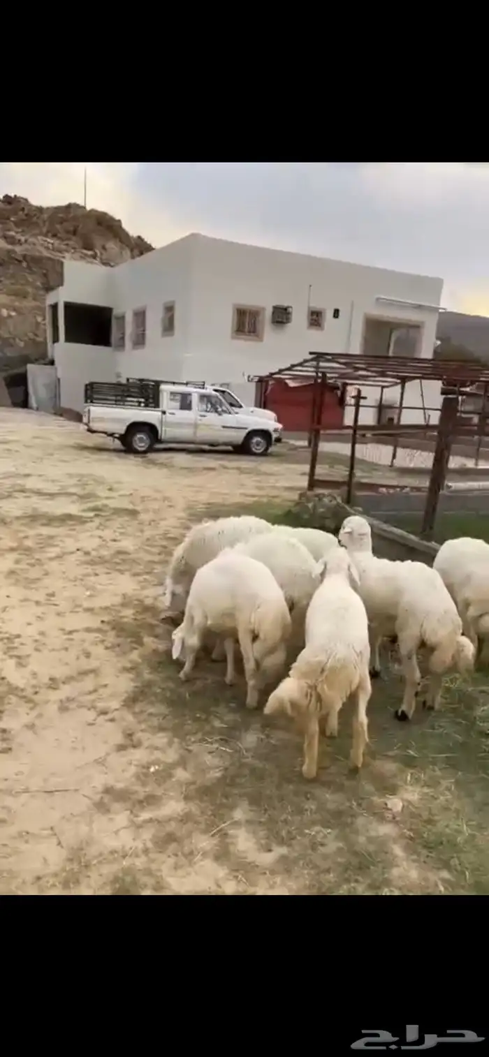 ت م البيع 6