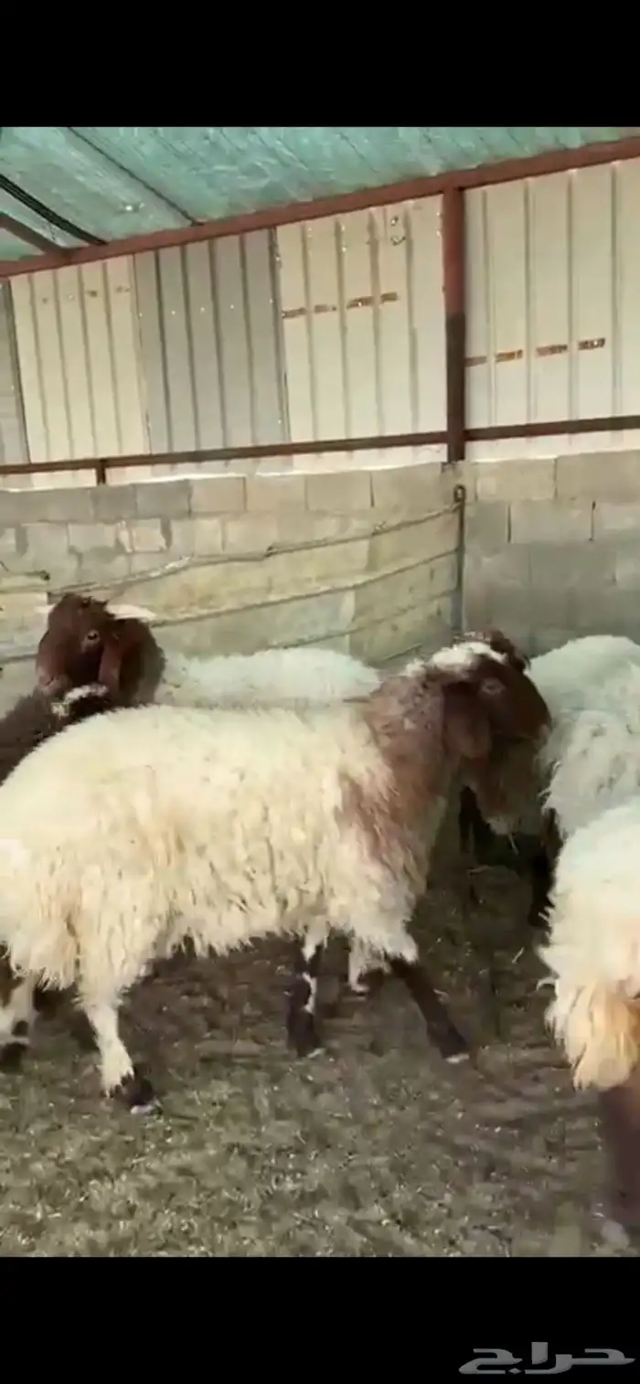 جذعات نعيم فاخرة للبيع تصلح مقنوي 18