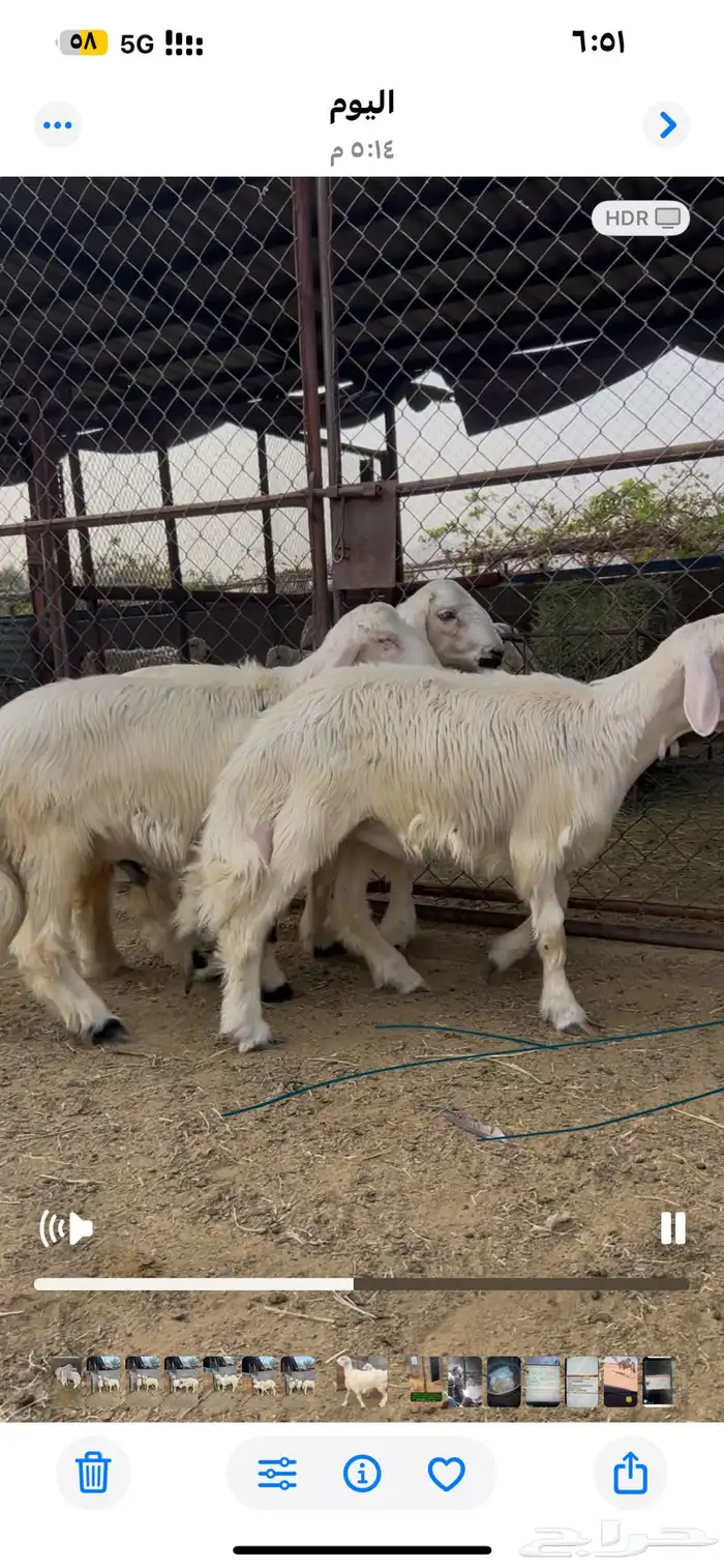 مشاريع فحول كفو 4