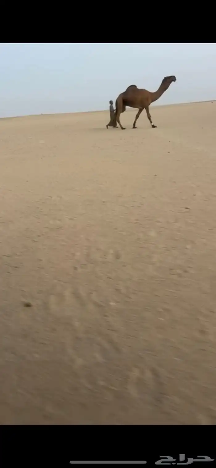 بعير سلاله و شكل كفو 4