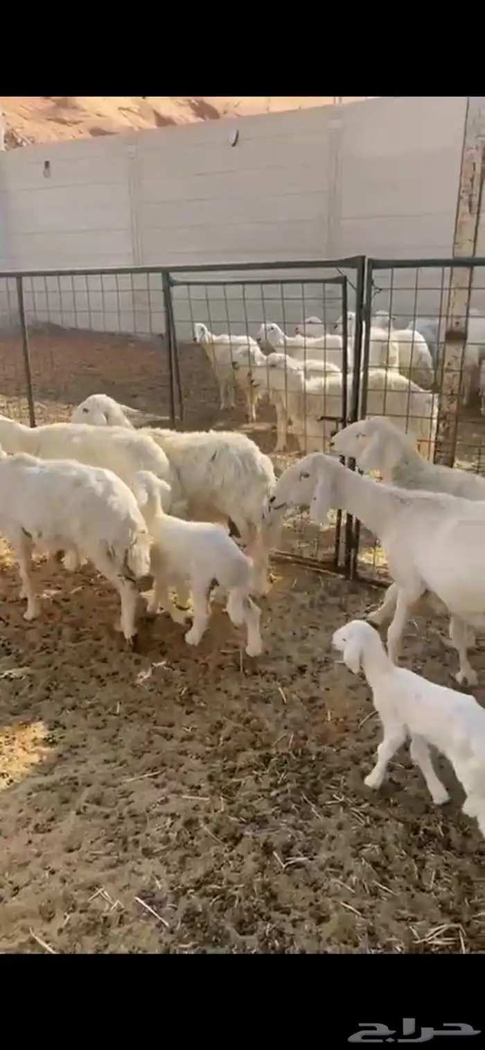غنم حريات فاخره دفيع ومتابيع 6
