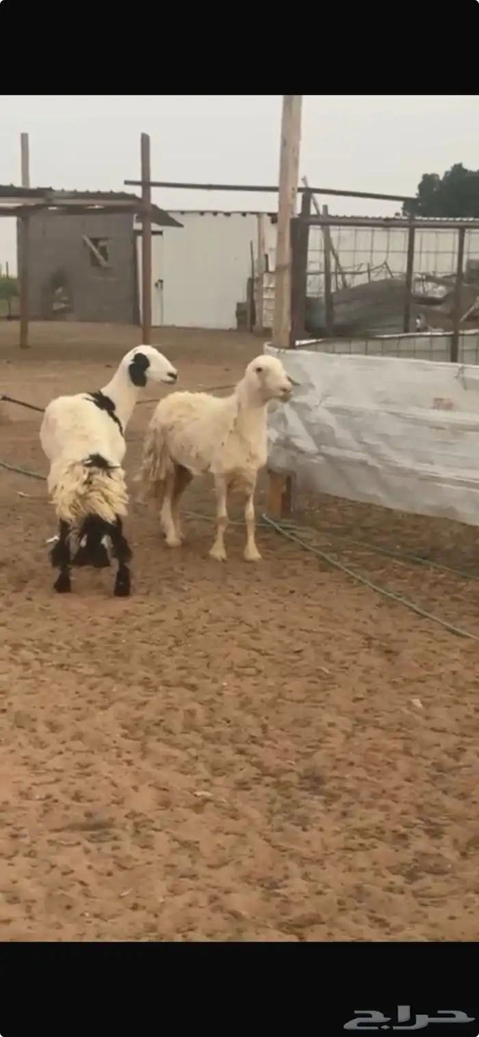غنم حريات 3