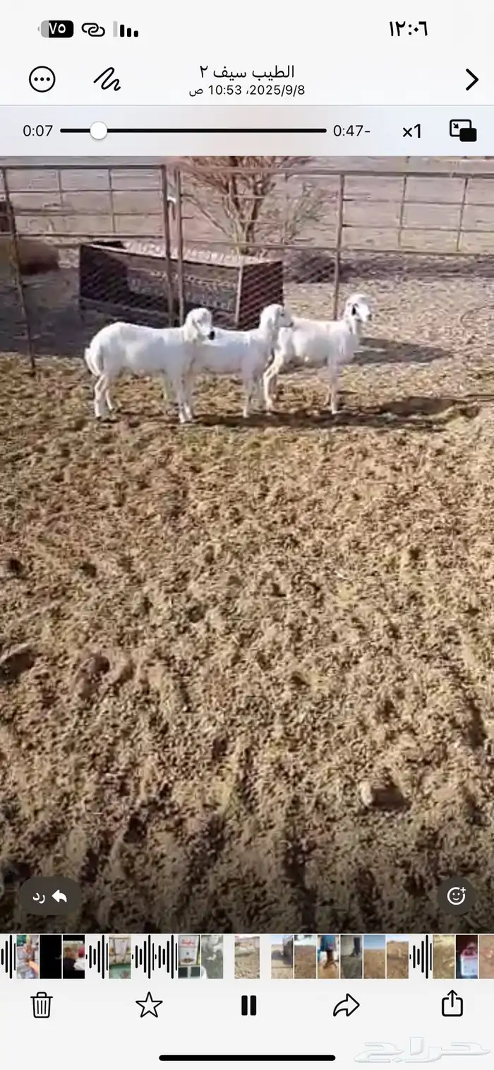 المدينه المنوره حزره جنوب شرق 1