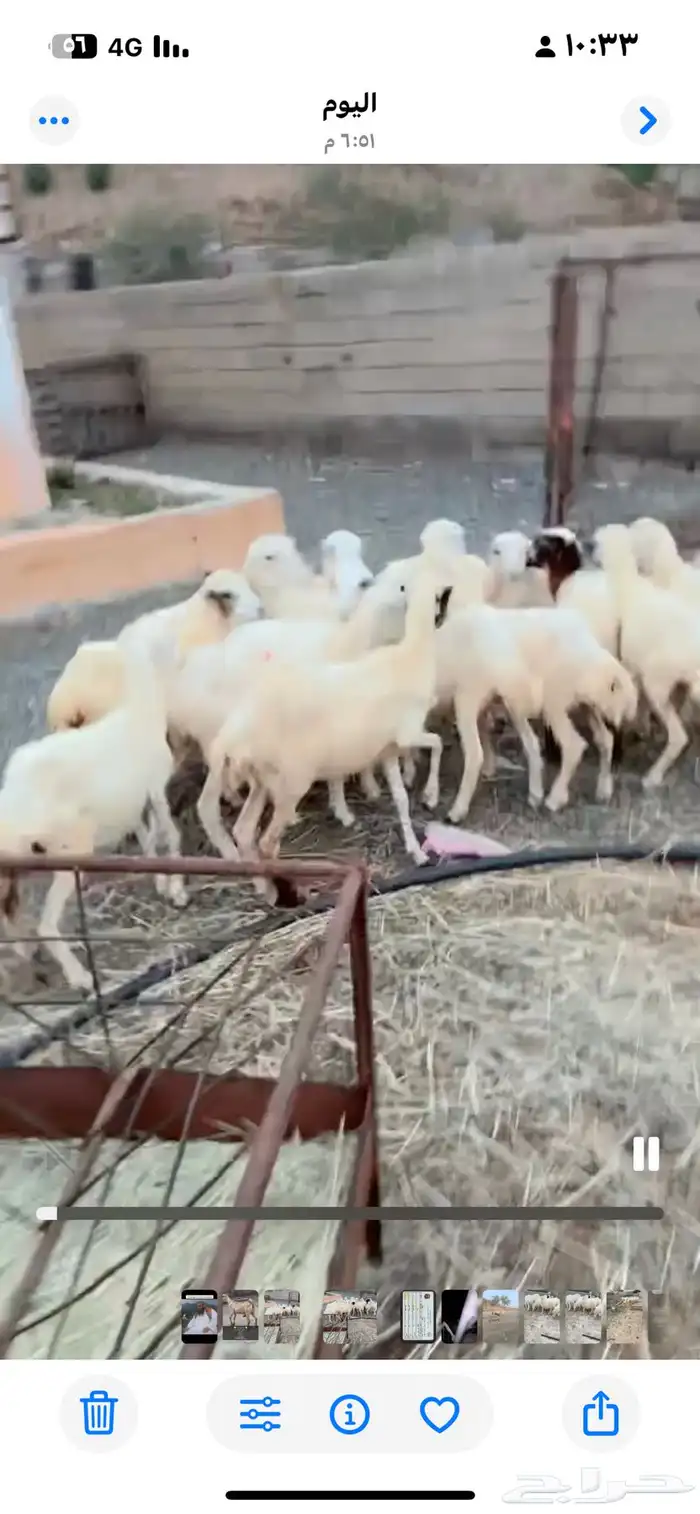 رخال رفيدية محايل عسير 5