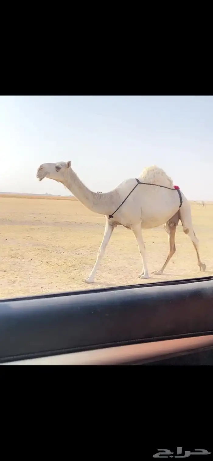 الخلفه الوضحاء الكفو 0