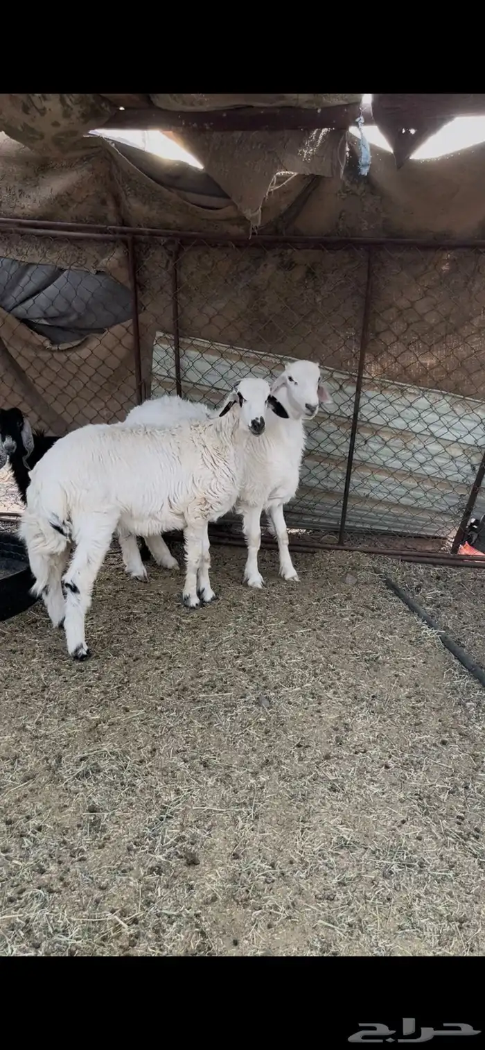 طليان من مراح نظيف 1