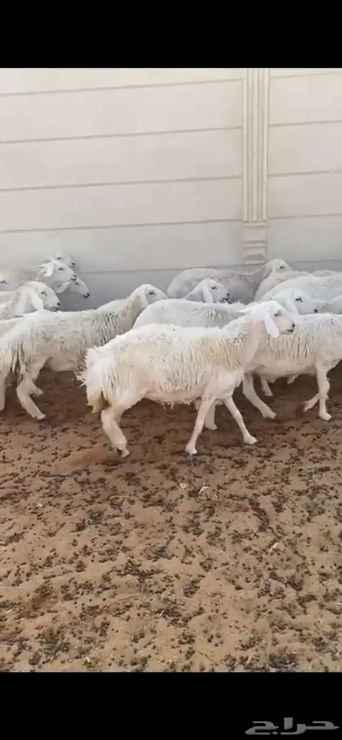 غنم حريات فاخره دفيع ومتابيع 3