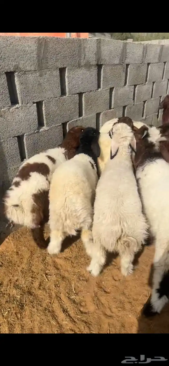 ذبايح نعيم 7