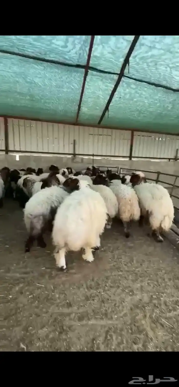 جذعات نعيم فاخرة للبيع تصلح مقنوي 6