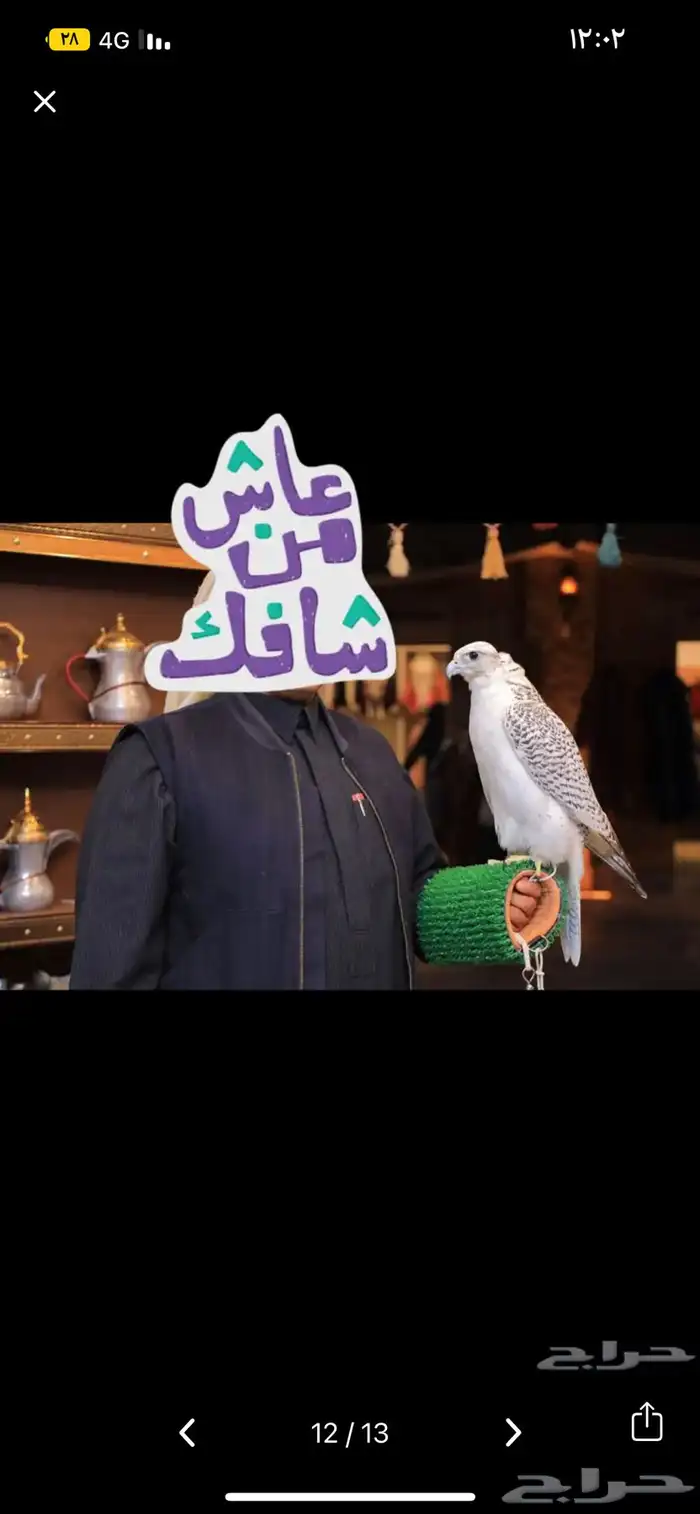 اللايجار الصقور مع الصقار الحتفلات والمناسبات بسعر مناسب 1