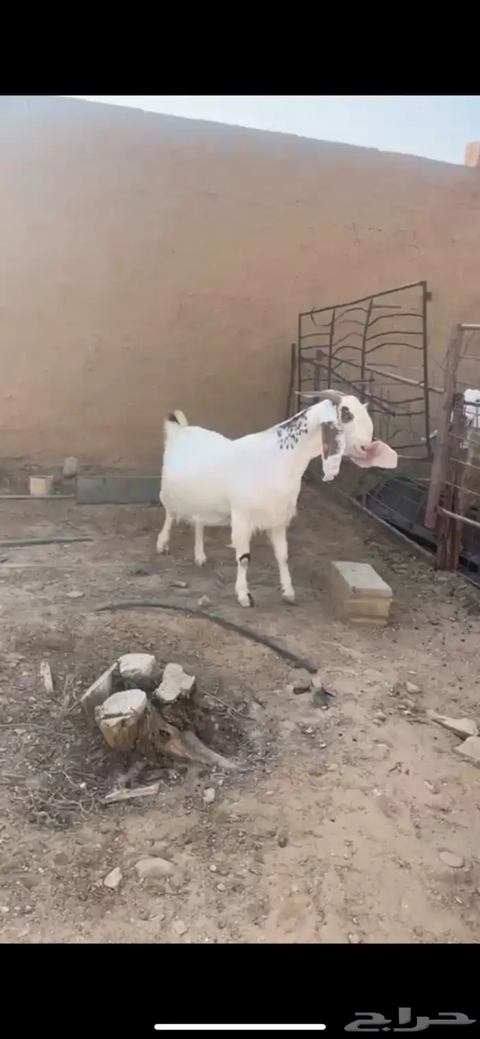 للبيع عنز دافع صنفف كفوو 1