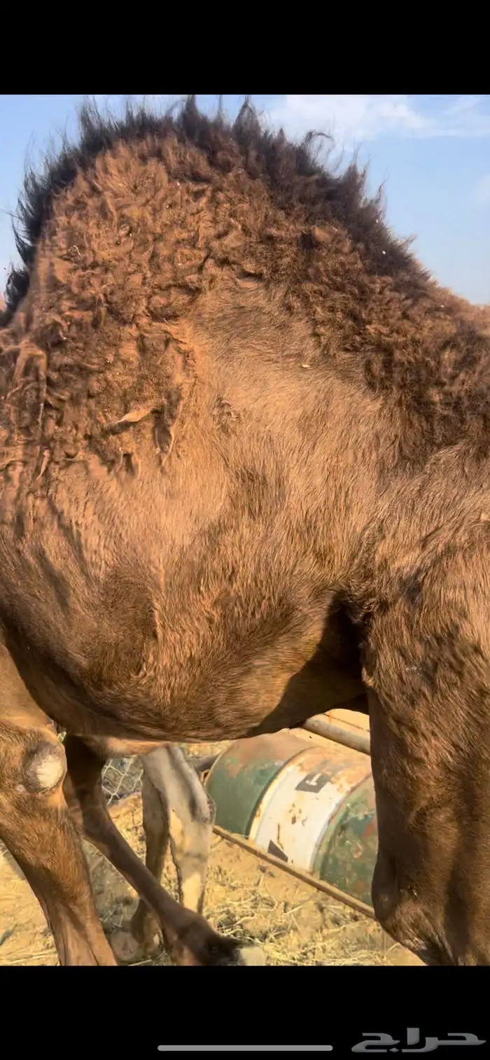 قعود بلدي على حليب امه والبرسيم 3