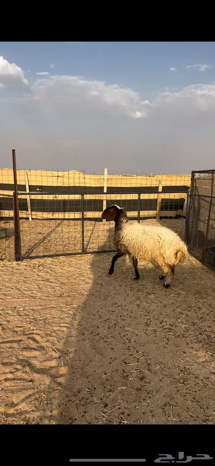 رخل نعيمة طيبة 1
