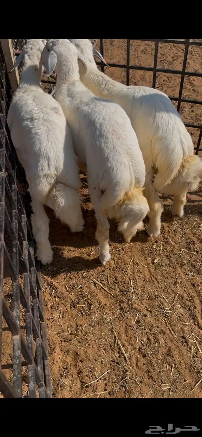 الخرج 3