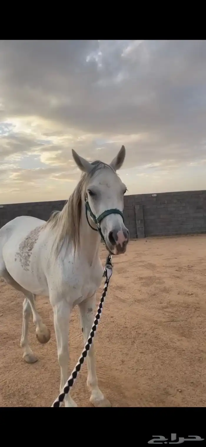 فرس شعبيه 1