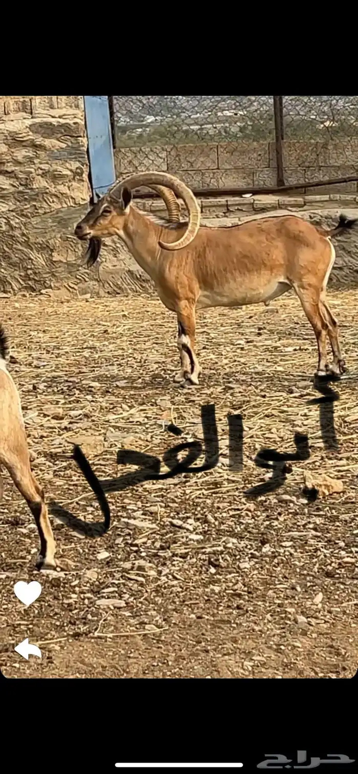 هجين وعل 3