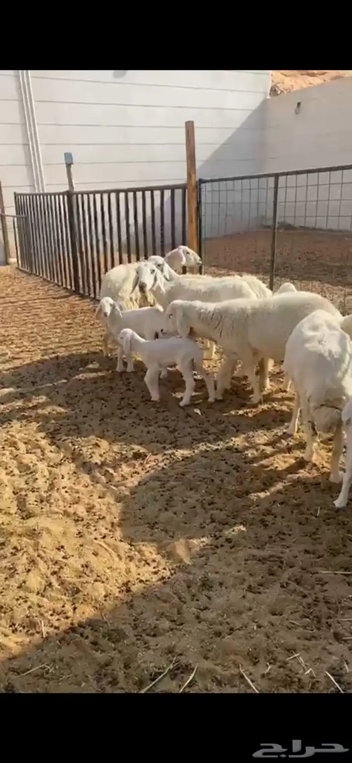 غنم حريات فاخره دفيع ومتابيع 7