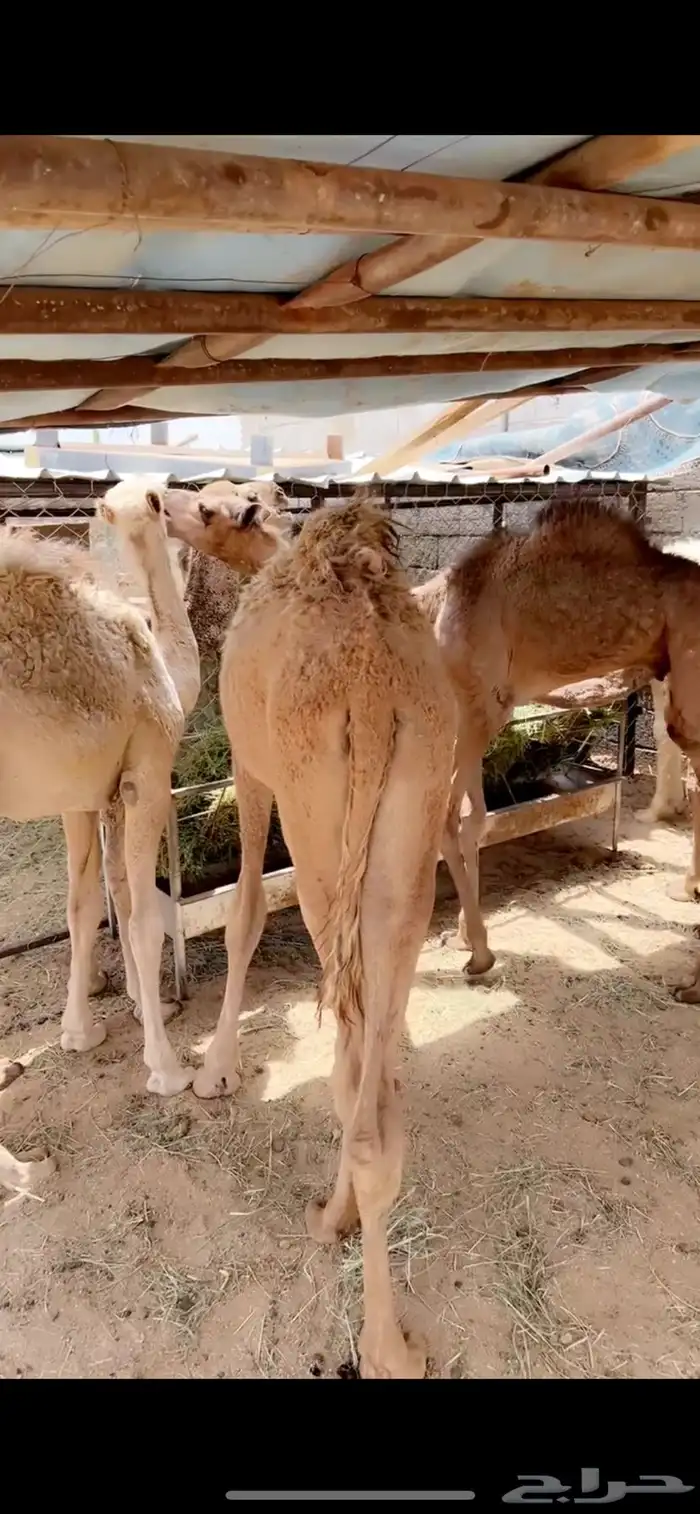 حشوان تربيه صحته شرط 0